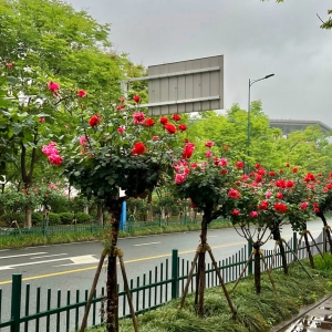 ������ɽ· ���_һ����