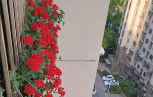 �(y��ng)�_(t��i)����ֲ��Ů�� ���F(tu��n)�\��