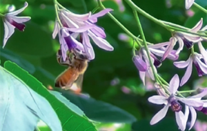 鬻��h�� �������㼚(x��)