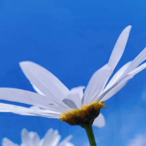 APP�W��ҕ�l�������{����ƻ������