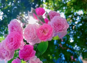 ���L���� ��������