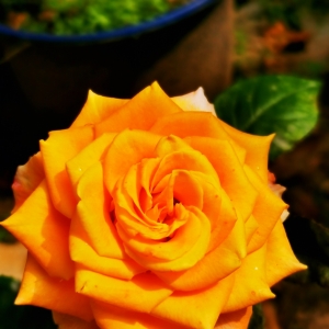 �W(w��ng)�ѷ��� �����ݲ�