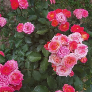 �W���S���ģ����ݵ����C