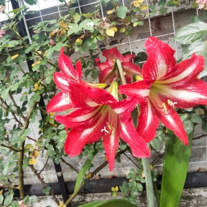 ��ֲ���피t���Lӛ