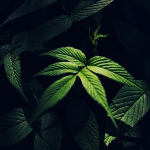 ����Ȧ���]�������e̫��D