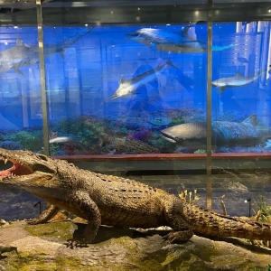 һ���Q̖����ꎪ���һ��