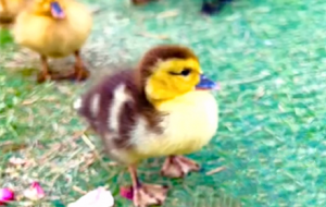 ҕ�l��������һ�옷 ��������