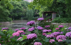 ����ׂ����C������}��@���ˣ�