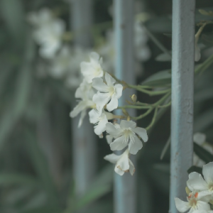 ���������T��ĊA����