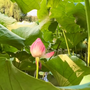 ���B�Ј���߅ �ɻ��_��