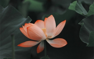 ��δ�� ���㸡��(d��ng)�ɻ���