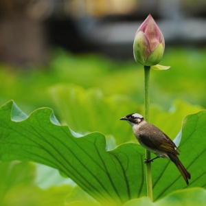 �W(w��ng)��ץ�ģ��B�c�� �e��Ȥζ