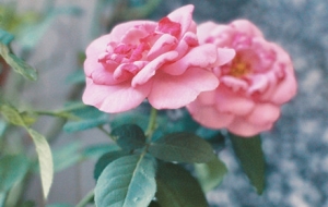 ���ճ��л��@ �S������