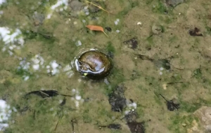 ��ꎰl�F�����ݣ�����ʳ��