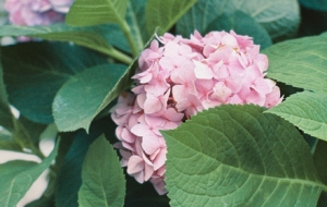 ���L���P��e���� ӭ�Ӎ�������