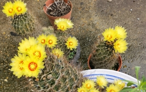 ������ʢ���_�� �����M�M