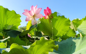 Ը�����mһ��ɏ ���಻Ⱦˮ����