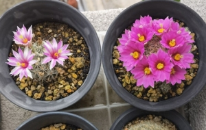 ������_������ֲ�� �_����(y��u)�Ų��ך�