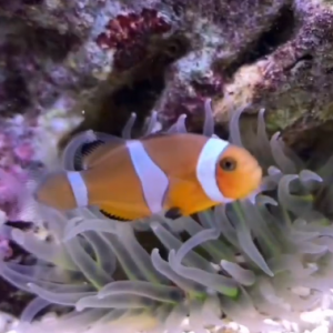 �W(w��ng)�ѕ��Լ�����С����