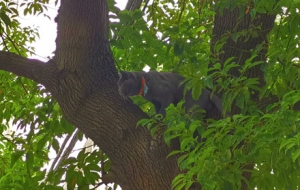 ץ��˲�g���{(l��n)؈�Ϙ�(sh��) ���ֳC��