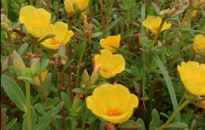 �W(w��ng)���Ĕz�����G̫�(y��ng)�� �M(m��n)�M(m��n)��ů