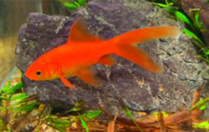 �^�p���~��ɫ�ʽk�� ���˃�(y��u)��