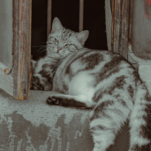 �ĸ��Ͻ֣������(l��i)�Ę���