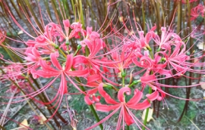 �˰����_������`�������v��