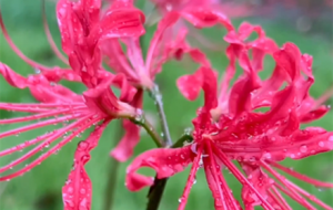 �z�ѷ��������tɫ�˰���