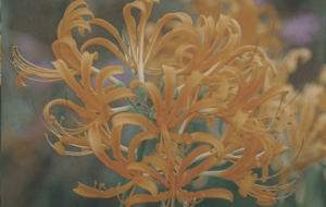 ��ĩ��� ����һ����ʢ��