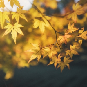 ��������ˣ��@ЩՈע��