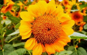 �������� ���黨�������f��