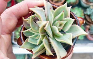 �W(w��ng)�ѕ����С�@ �����ɫ���ː�