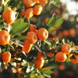 ���ӳԶ��˕��ϻ��P�ڳ����ӵ�6������