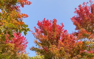 �����L��� �p���ծ���