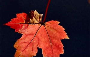 �z�ѷ��������Ǽt�~�����r