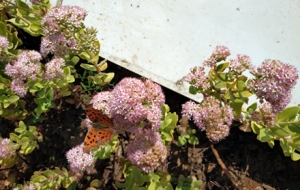 �W���S�ģ�СС���������w