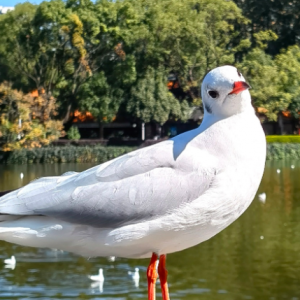 ������������ٿ������t������