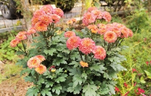 �ջ�ʢ�� �����֙C(j��)������