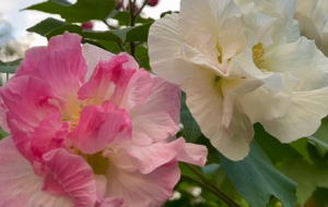 ľܽ�ػ�ʢ�_ ���Ķ���