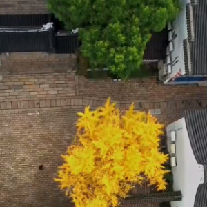 ���g���� ɽ������