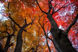 �A�|��ɫ���� ������������