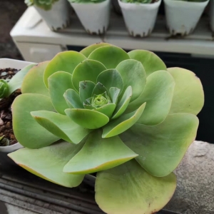 �������Թ���������܊�F����