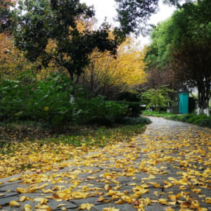 ̫������򹫈@��ɫ