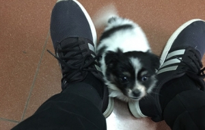 �L�����f�͝M��С����һֻ��