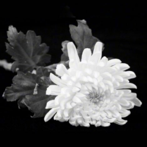 ������ͬ־���Ϻ����� ����96�q