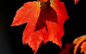 �z���R�^�� ��Щ΢С�����õ�˲�g