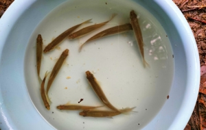 ����គ�(g��)�~(y��) ���������K�K����