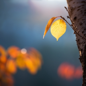 ��������Ը���ƽ�����