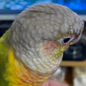 ����Ҫ��ϱ�D�����g�����������Ӳ����^ѽ